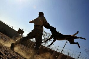 Dog training to attach person with protective gear in Oshawa, Ontario, Canada 
